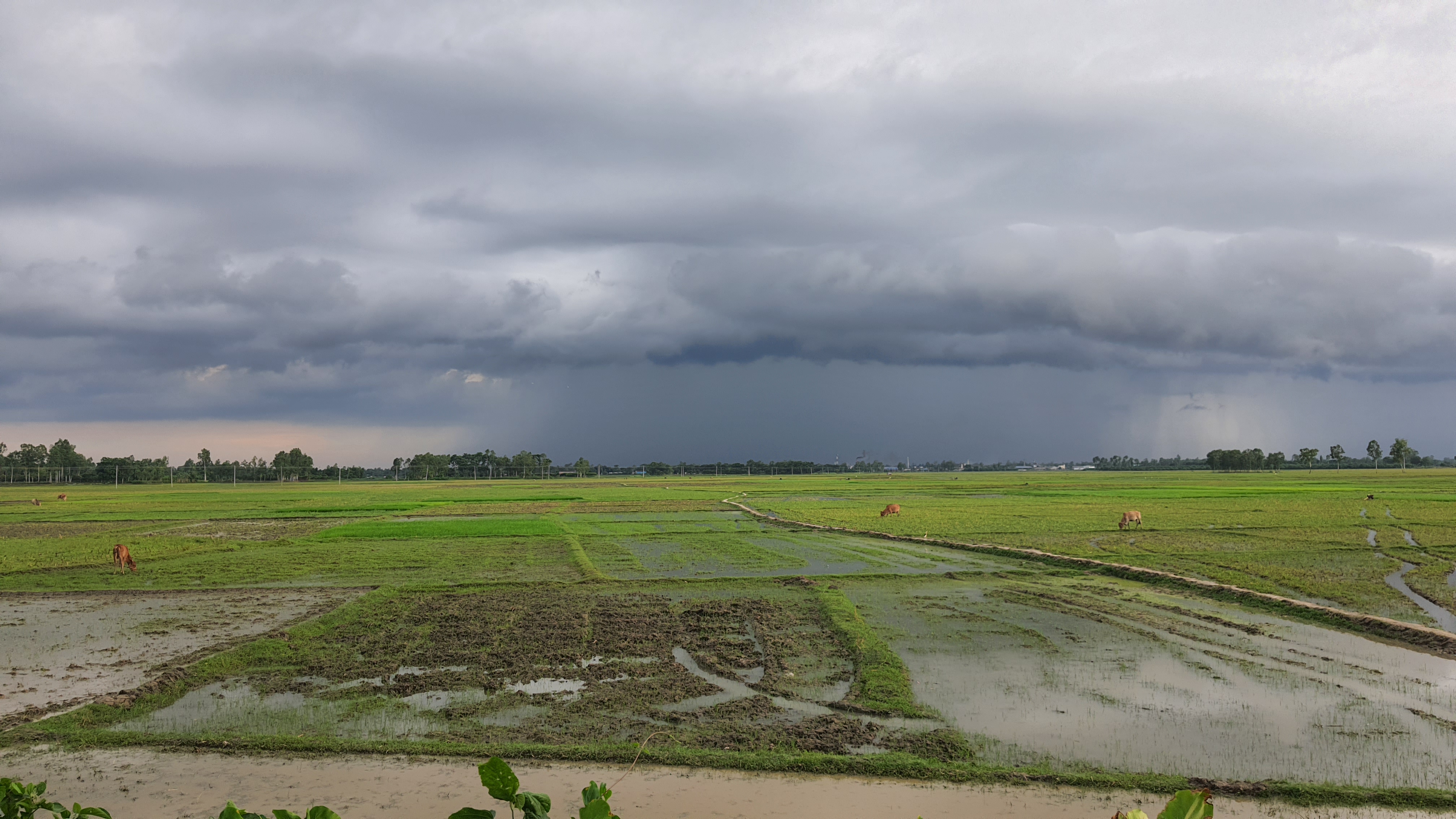 জেলা পরিষদ, দিনাজপুর